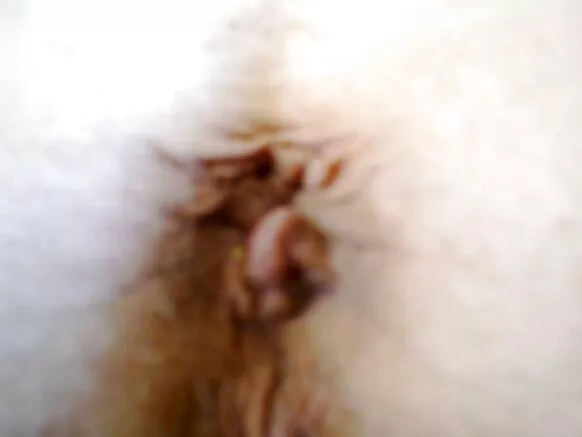 ግዙፍ የበሰሉ አሮጌ ቀንድ ትላልቅ አህዮች።
